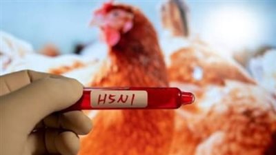 أعراض الإصابة بإنفلونزا الطيور H5N1 بعد تفشيها في الهند 