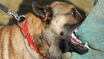 بينهم طفلان.. كلب يعقر 3 أشخاص في سوهاج