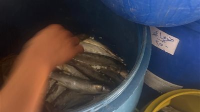 ضبط 5 أطنان فسيخ فاسد خلال حملة تموينية مكبرة بالإسماعيلية 