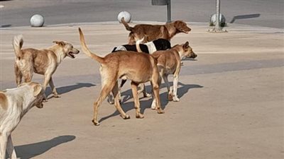 ضبط المتهم في واقعة إطلاق النار على الكلاب أمام استاد جامعة الزقازيق