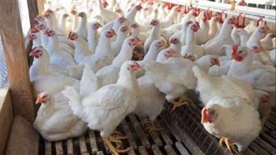 شعبة الدواجن: زيادة الطلب رفعت الأسعار قبل رمضان.. والانخفاض سيعود مجددا في هذا التوقيت