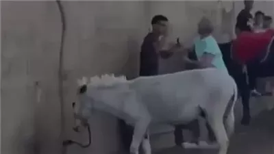 بعد نشر القاهرة 24.. استدعاء سائحة هولندية بتهمة الاعتداء على شاب ضرب حمارا في نزلة السمان