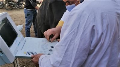 بيطري المنيا: تقديم خدمات لأكثر من 41 ألف رأس ماشية لتحسين السلالات وتعزيز الأمن الغذائي