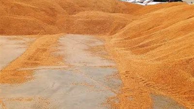 محافظ سوهاج: استقبال أكثر من 185 ألف طن قمح بالشون والصوامع.. وانتظام عمليات التوريد دون معوقات