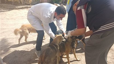 حملات تطعيم للكلاب الضالة في بيانكي بالإسكندرية