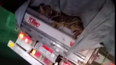 الأمن يفحص فيديو لسيارة نقل محملة بكلاب مقتولة أعلى محور 26 يوليو