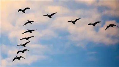 موسم صيد الطيور المهاجرة في مطروح.. هواية توارثها بدو الصحراء