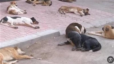 تأييد حكم السجن 6 أشهر لملثم حدائق الأهرام في اتهامه بالتعدي على الكلاب