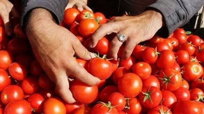 أسعار الخضراوات والفاكهة.. الطماطم بـ25 جنيها والبطاطس بـ10 جنيهات