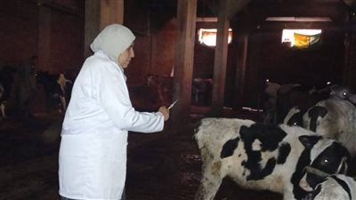 الزراعة تحذر من تداول لقاحات مجهولة المصدر للتحصين ضد الحمى القلاعية