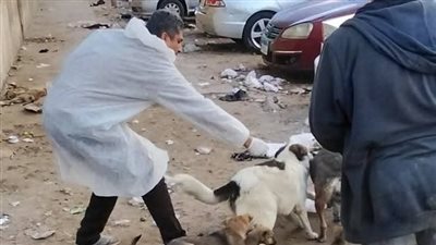 طلب إحاطة بشأن انتشار الكلاب الضالة وخطورتها على المواطنين