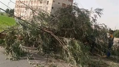 سقوط شجرة و4 أعمدة إنارة في الشرقية بسبب سوء الأحوال الجوية