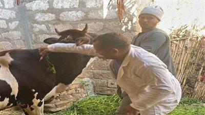 تحصين 30 ألف رأس ماشية ضد مرض الجلد العقدي وجدري الأغنام بالبحيرة 