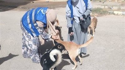 القومي للبحوث: إطلاق حملة توعية بشأن مشكلة الكلاب الضالة 