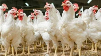 رئيس شعبة الدواجن: 40 شخصًا يتحكمون في السوق ويؤثرون على الأسعار بشكل غير عادل