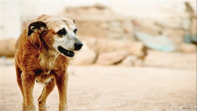 أخرجت أمعاءه من بطنه.. مصرع طفل بسبب عقر 4 كلاب ضالة في الشرقية