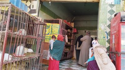 رئيس شعبة الدواجن: جميع محلات بيع الطيور الحية على مستوى الجمهورية غير مرخصة من 2009