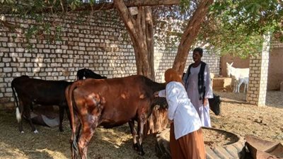 الطب البيطري بأسوان: تحصين 62 ألف طائر وحيوان و200 كلب ضد الأمراض الوبائية