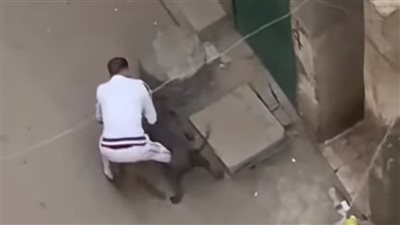 بإيعاز من مالكهما.. تداول فيديو لفتك كلبين شرسين بقطة ونزع أحشائها بالإسكندرية 