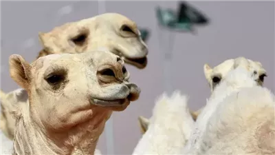بسبب استخدام مستحضرات التجميل وحقن البوتوكس.. استبعاد 20 جملًا من مسابقة جمال الإبل بعمان