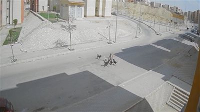 بعد 24 ساعة.. تكرار واقعة هجوم الكلاب الضالة على صغيرة مع طفل آخر في حدائق أكتوبر