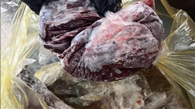 ضبط 41 كيلوجرامًا من اللحوم الفاسدة داخل مطعم بالأقصر وإحالة الواقعة لجهات التحقيق