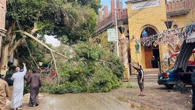 إزالة شجرة بعد سقوطها على أسلاك الكهرباء بقرية عين السيليين بالفيوم 