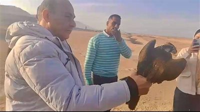 الزراعة: إعادة إطلاق 10 صقور نادرة إلى الطبيعة بعد إنقاذها من التجارة غير الشرعية