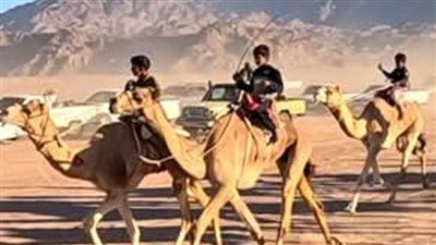 اليوم.. ختام الأشواط النهائية لسباق الهجن بنويبع بحضور المحافظ