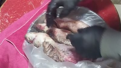 محافظ الدقهلية: حملات مكثفة على محال الفسيخ والرنجة
