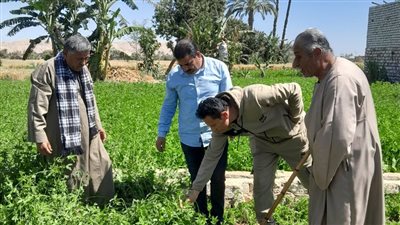وكيل زراعة سوهاج: إصابة بعض محاصيل شطورة بالحلزون الأرضي محدودة ولا تشكل تهديدًا