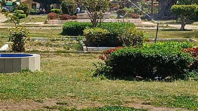 حي وسط بالإسكندرية يكثف جهوده للارتقاء بالحدائق والمسطحات الخضراء