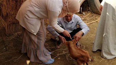 تحت شعار معًا نحافظ على ثرواتنا الحيوانية.. انطلاق حملة تحصين الماعز والأغنام ضد جدري الضأن بمدينة دهب