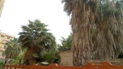 شكاوى من أشجار نخيل مهملة تتحول لبؤرة ثعابين وخفافيش تهدد طالبات مدرسة صناعية بكفر الزيات