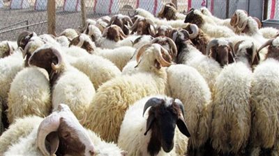 شعبة القصابين: استقرار أسعار اللحوم قبل عيد الأضحى.. وتوقعات بانخفاضها مع زيادة المعروض