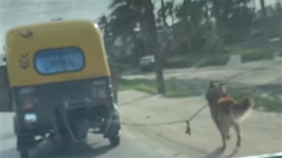 ربطه بحبل.. مقطع فيديو لسائق توكتوك يسحب كلبًا على الطريق بالإسكندرية يثير استياء المواطنين