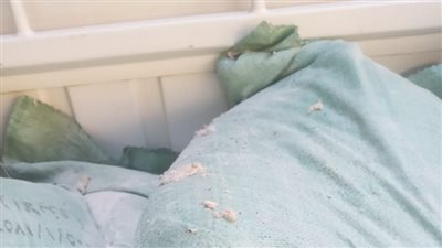 ضبط نصف طن دقيق غير صالح للاستهلاك الآدمي نتيجة سوء التخزين بالإسكندرية