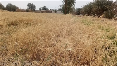 مزارعو أسوان يواصلون توريد محصول القمح إلى الصوامع