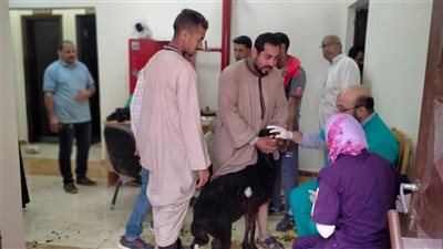 بيطري أسيوط: تسليم 96 رأسًا من النعاج العشار إلى 48 أسرة مستفيدة بقرية بني رافع
