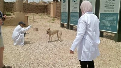 تحصين 44 كلبا ضالا ضد السعار في المناطق السياحية والسكنية بالأقصر