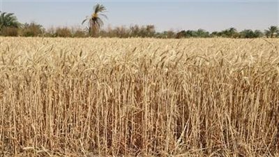 من السرقة للتصالح.. القصة الكاملة لواقعة حصاد القمح وسرقته في الشرقية