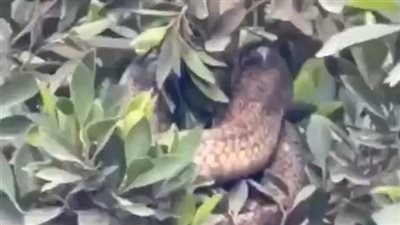طوله نحو مترين.. الحماية المدنية تنهي خطر ثعبان كوبرا أعلى شجرة بالسنطة في الغربية