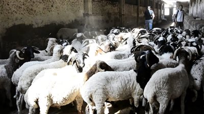 أضاحي العيد بالكلية.. طب بيطري القاهرة تعلن طرح أغنام برقي عالية الجودة بإشراف علمي متكامل