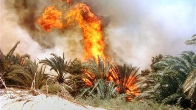 اندلاع حريق في مزرعة نخيل بالوادي الجديد