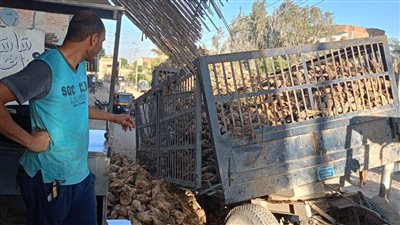 انقلاب مقطورة جرار زراعي محمّلة بالبنجر عند كوبري أبو النور بالفيوم بسبب أعمال الحفر