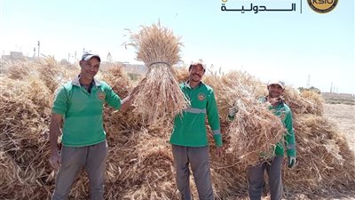 نجاح بحثي بجامعة الملك سلمان الدولية: زراعة القمح بمياه عالية الملوحة تحقق إنتاجية متميزة في جنوب سيناء