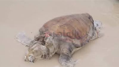 العثور على سلحفاة نافقة بشاطئ الكورنيش الجديد بمنطقة الأبيض في مطروح