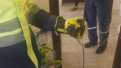 لحظة ضبط ثعبان داخل شقة