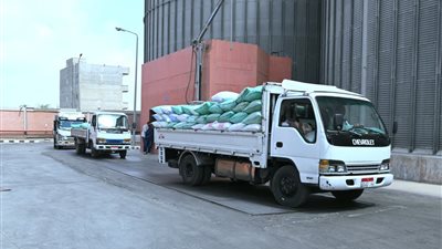 توريد محصول القمح لشون وصوامع البحيرة     