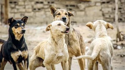 لأول مرة.. إنشاء مأوى منظم للكلاب الضالة بمدينة القاهرة الجديدة
